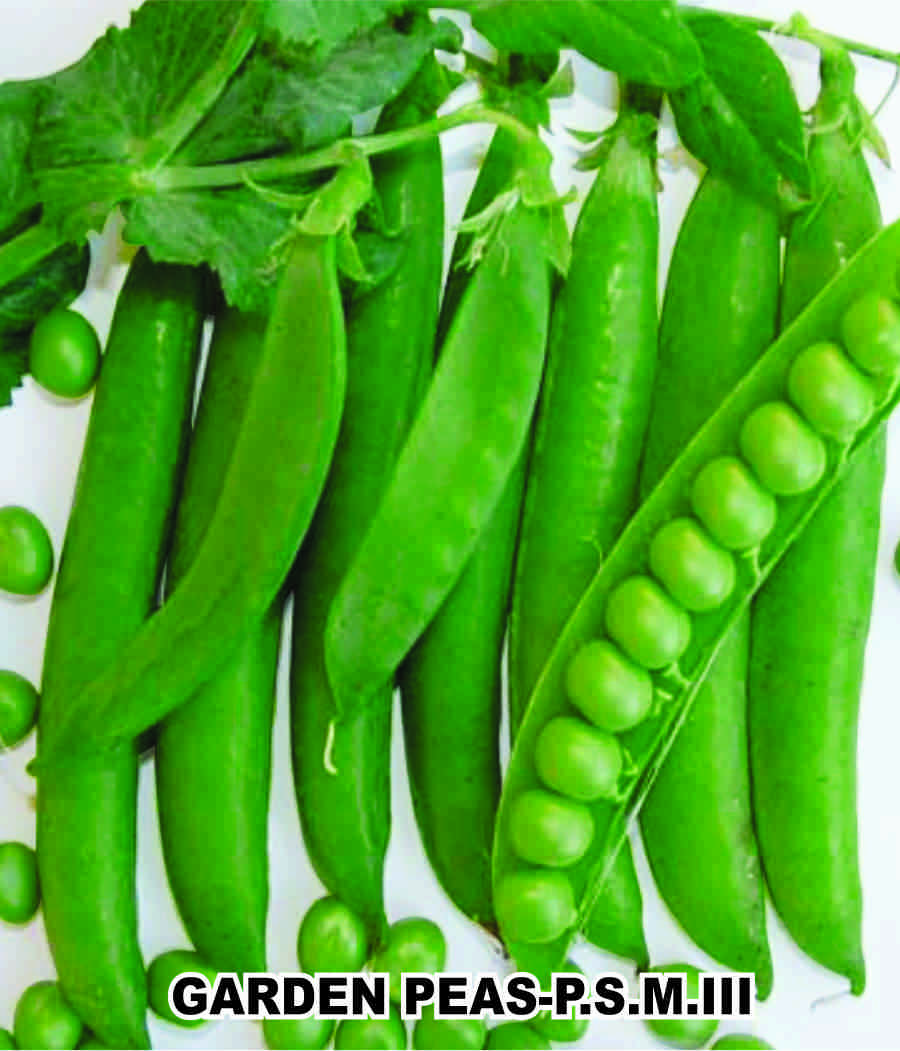 PSM-3 (Garden Pea)